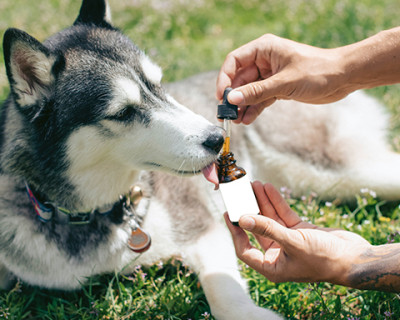 Pet Care 
